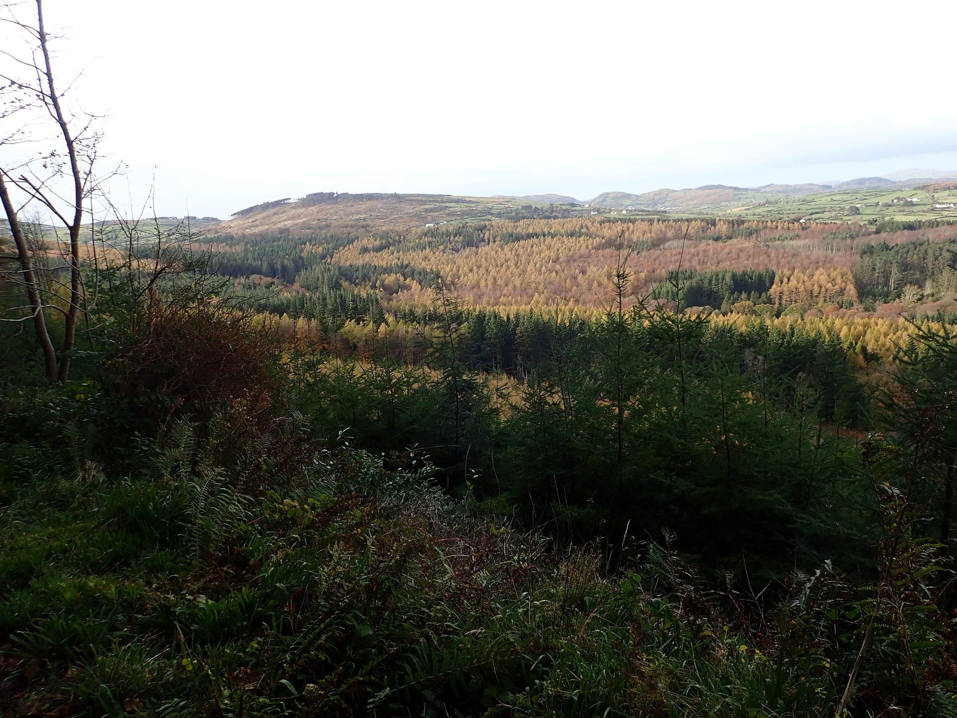 Amber and gold autumn foliage in Tollymore Forest with morning mist between the trees
